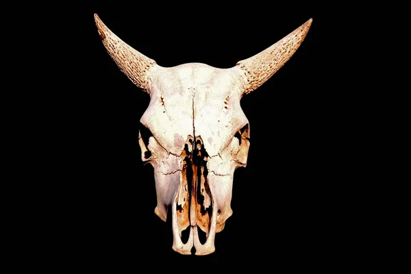 stock image Skull of a cow on a black