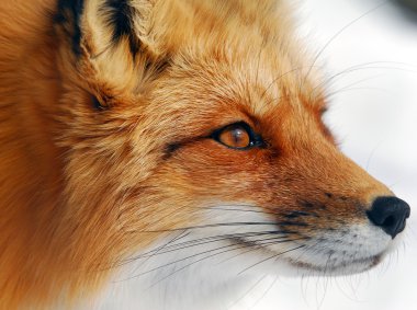 Red Fox clipart