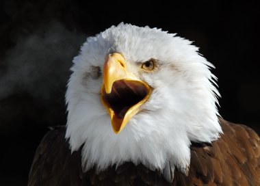 American Bald Eagle clipart