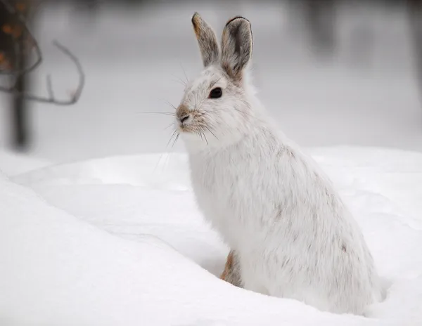 Karayak tavşanı — Stok fotoğraf