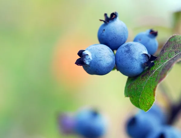 stock image Wild Blueberries