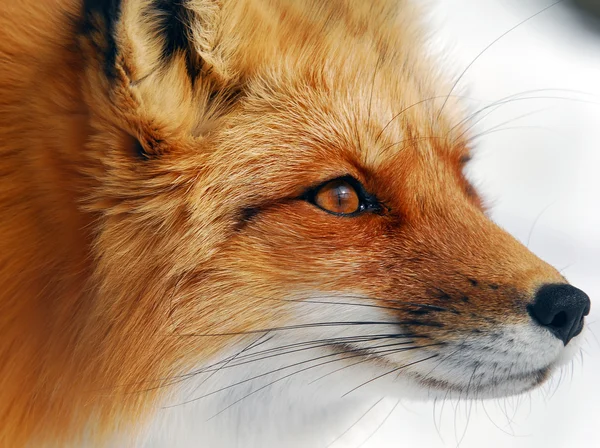 Κόκκινη αλεπού Royalty Free Φωτογραφίες Αρχείου