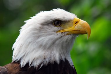 Bald eagle clipart