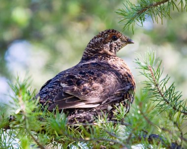 Spruce Grouse clipart