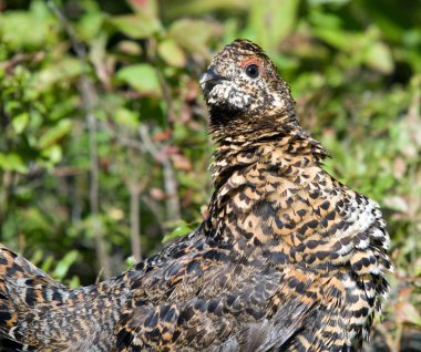 Ladin Grouse (Falcipennis canadensis)