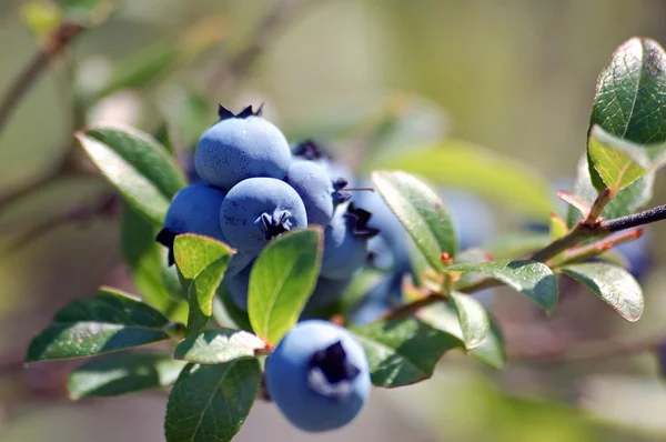 stock image Wild Blueberries