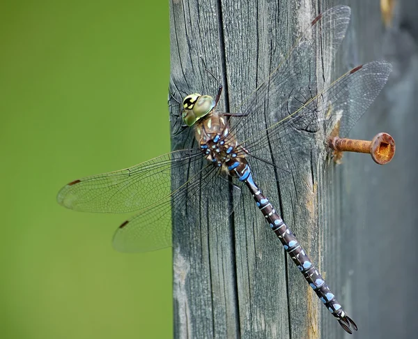 stock image Dragonfly