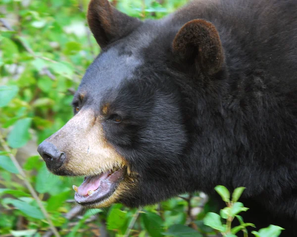 Černý medvěd — Stock fotografie