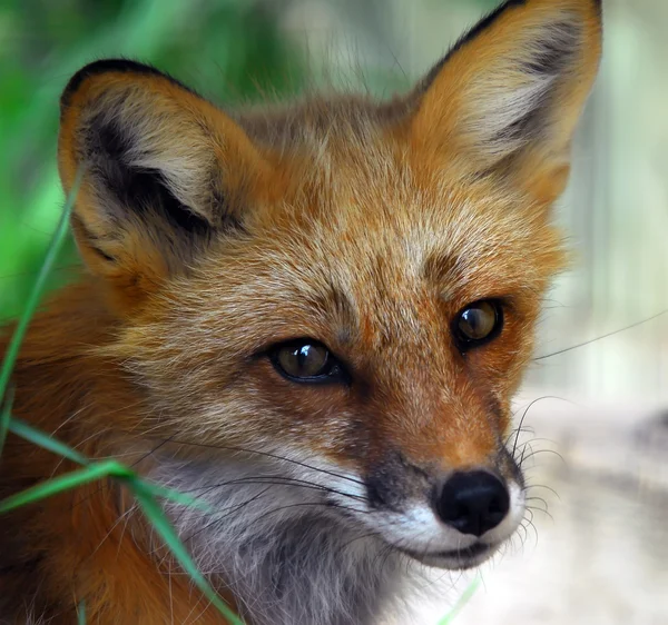 Κόκκινη αλεπού — Φωτογραφία Αρχείου