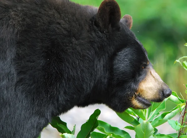 Urso negro — Fotografia de Stock