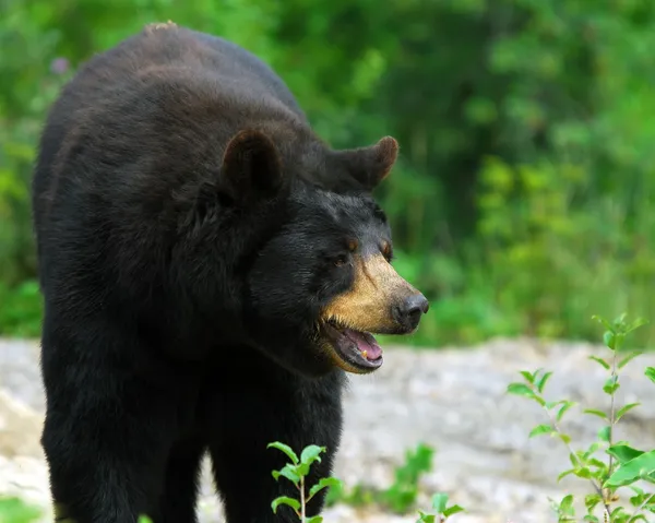블랙 곰 — 스톡 사진