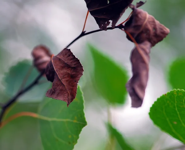 Döda löv — Stockfoto
