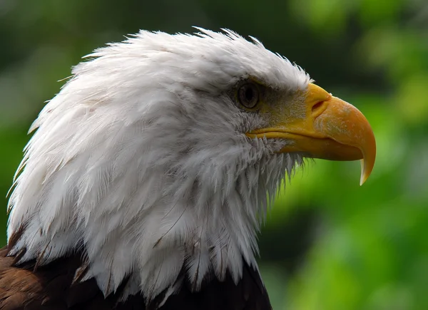 Bald eagle (Haliaeetus leucocephalus) — Stock Photo, Image