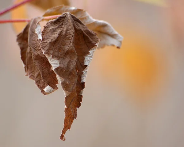 Dead Leaf — Stock Photo, Image