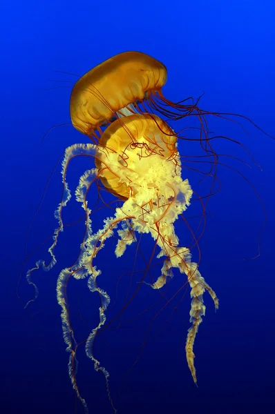 Θάλασσα τσουκνίδες (Χρυσάωρα quinquecirrha) Royalty Free Φωτογραφίες Αρχείου