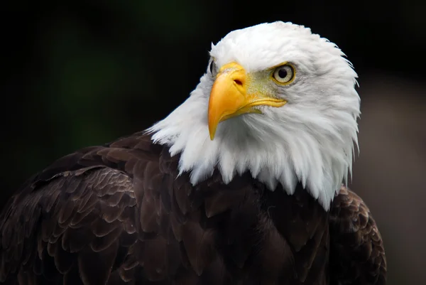 Haliaeetus leucocephalus) Fotos De Stock Sin Royalties Gratis