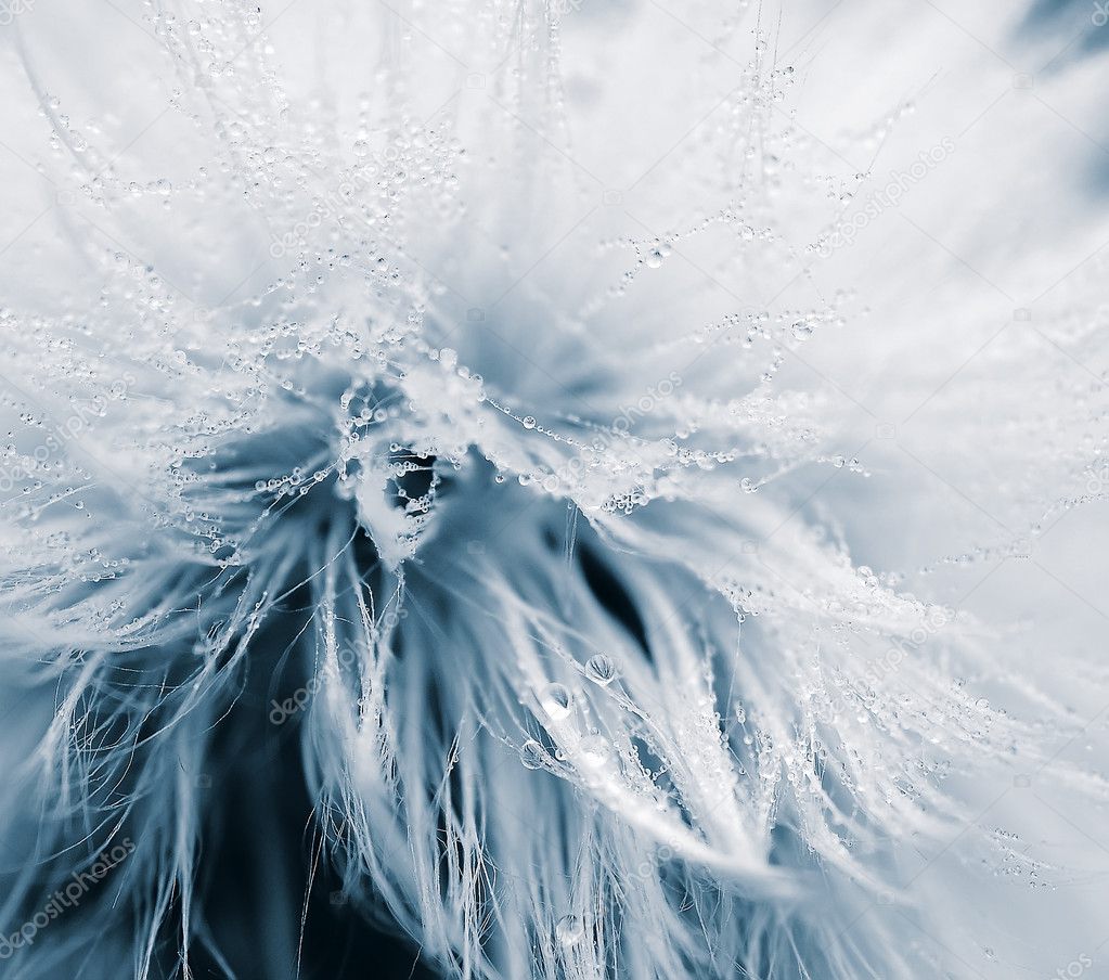Soft and wet dandelion (Taraxacum)
