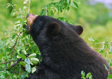 Black Bear clipart