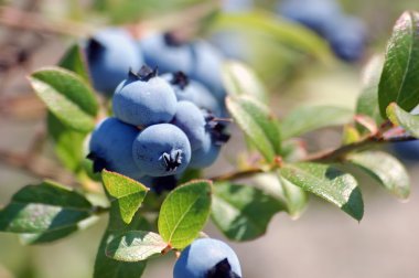 Yaban yaban mersini (Vaccinium myrtilloides)