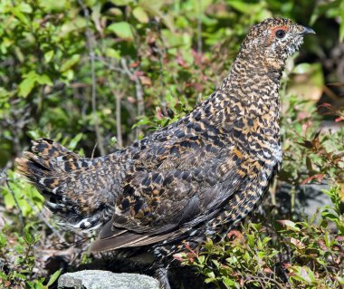 Ladin Grouse (Falcipennis canadensis)