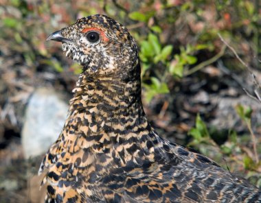 Spruce Grouse clipart