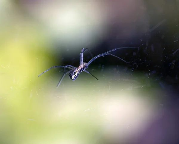 Aranha — Fotografia de Stock