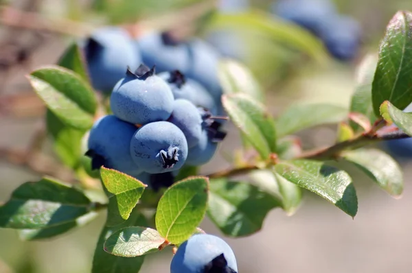 stock image Wild Blueberries (Vaccinium myrtilloides)