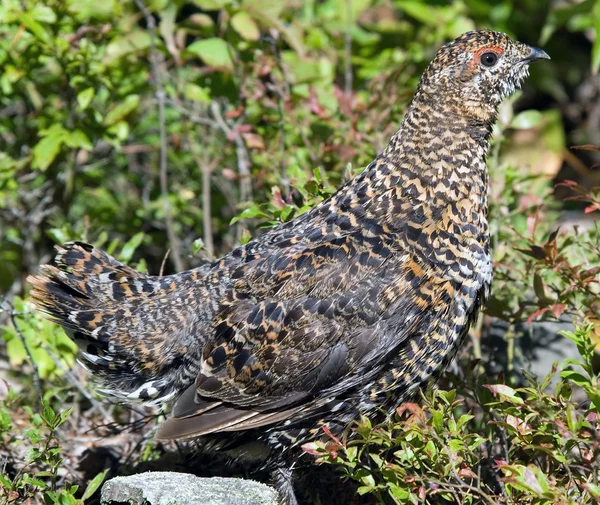 Spruce Grouse (Falcipennis canadensis) — Stock Photo, Image