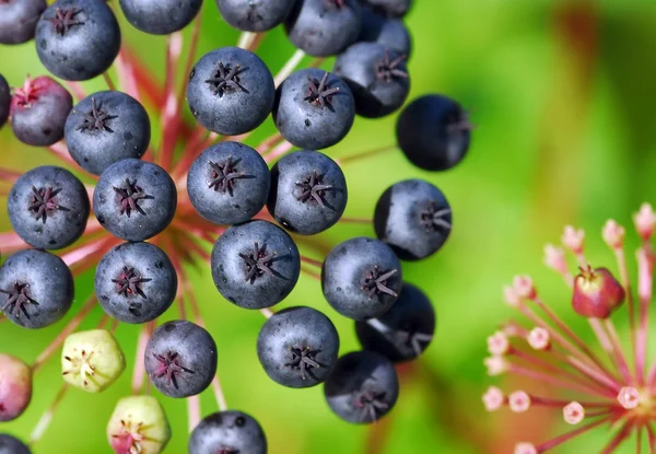 stock image False blue berry