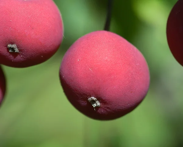 小さな赤い野生の果実 — ストック写真