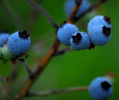 Yaban yaban mersini (Vaccinium myrtilloides)