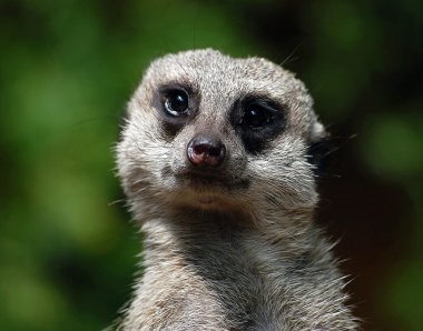 çöl faresi (suricata suricatta)