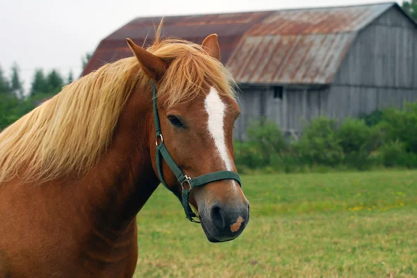 Stock image Horse