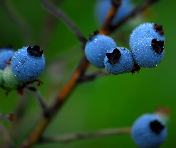 stock image Wild Blueberries (Vaccinium myrtilloides)