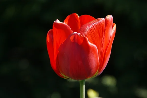 stock image Tulip