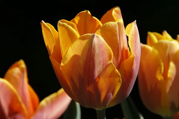 stock image Tulip