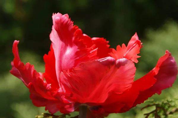 Tulipan Royaltyfrie stock-fotos