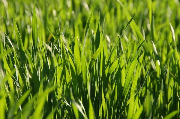 stock image Grass