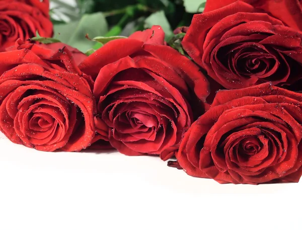 Muchas rosas rojas hermosas izolated — Foto de Stock
