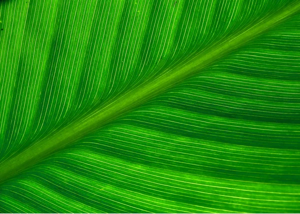 stock image Leaf