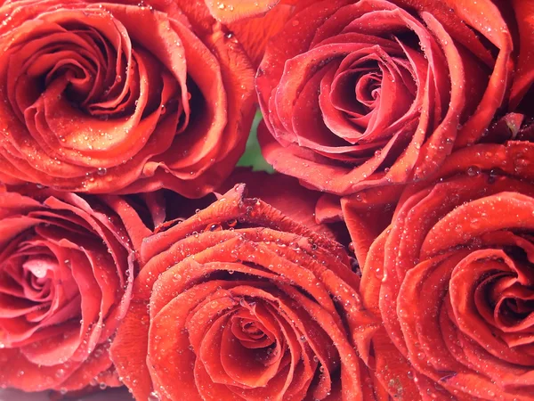 Rode rozen — Stockfoto