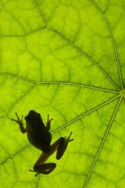 Frog on Leaf clipart
