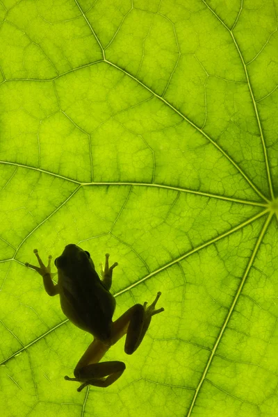 Frosch auf Blatt — Stockfoto