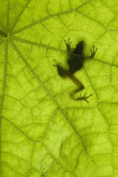 Silhouette grenouille Photo De Stock