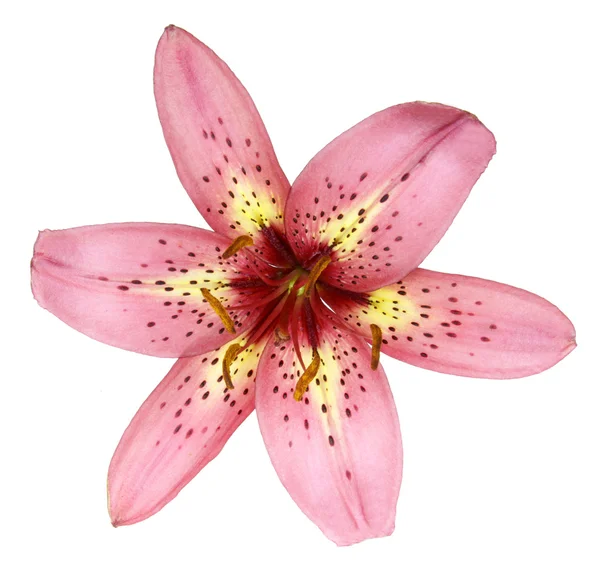 Roze en geel geïsoleerde lily — Stockfoto