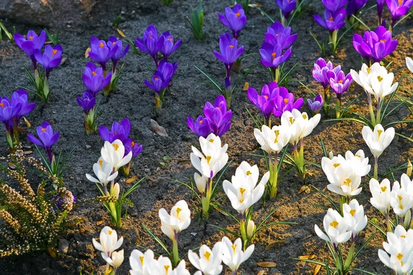 Bela crocus branco e lilás — Fotografia de Stock