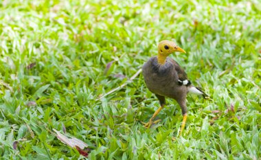 kazılı kafa ile ortak myna