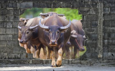 Group of cows and buffalos clipart