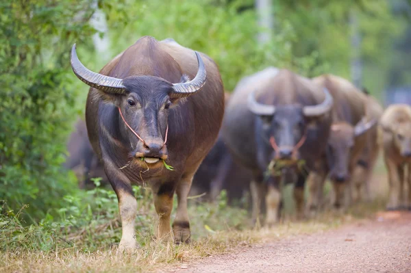 Kor och bufflar i thailand — Stockfoto