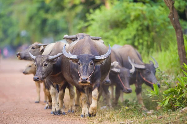 Thailand: kor och bufflar på vägen tillbaka från — Stockfoto